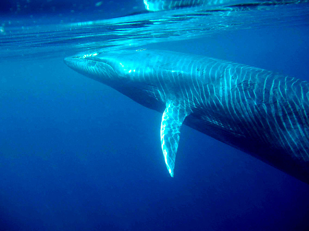 on the picture you see a blue whale